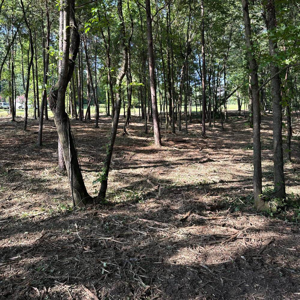 Forestry Mulching in Birmingham Al