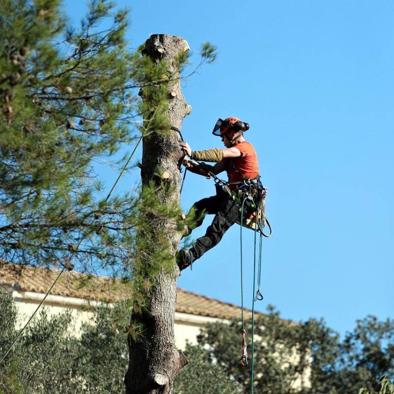 Tree Trimming in Birmingham Al