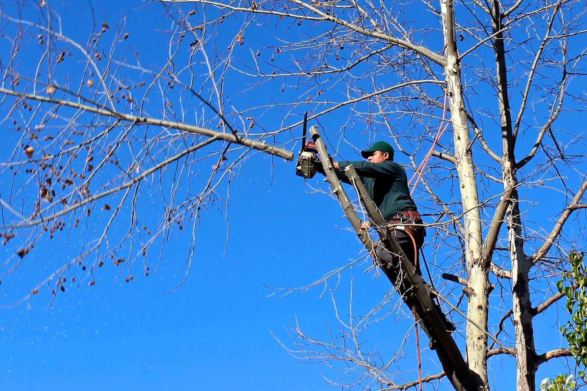 Tree Trimming in Birmingham Al